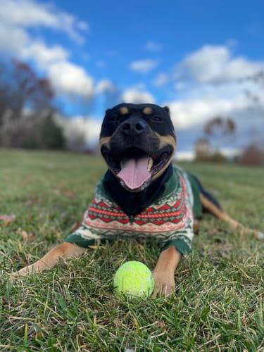 North Woods Sweater
