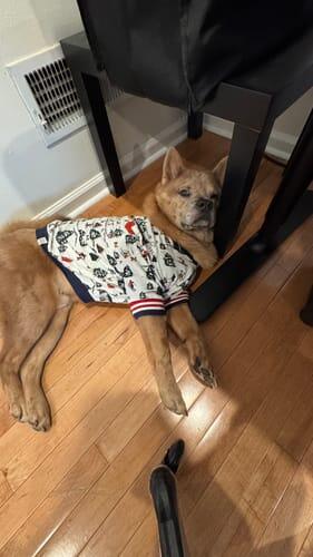 Where's Santa Pajama (Dog Sizes Only)