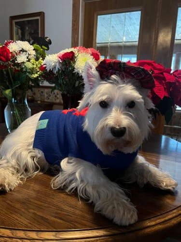 'Tis Slay Szn Sweater
