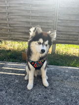 @pomsky.bucky review photo