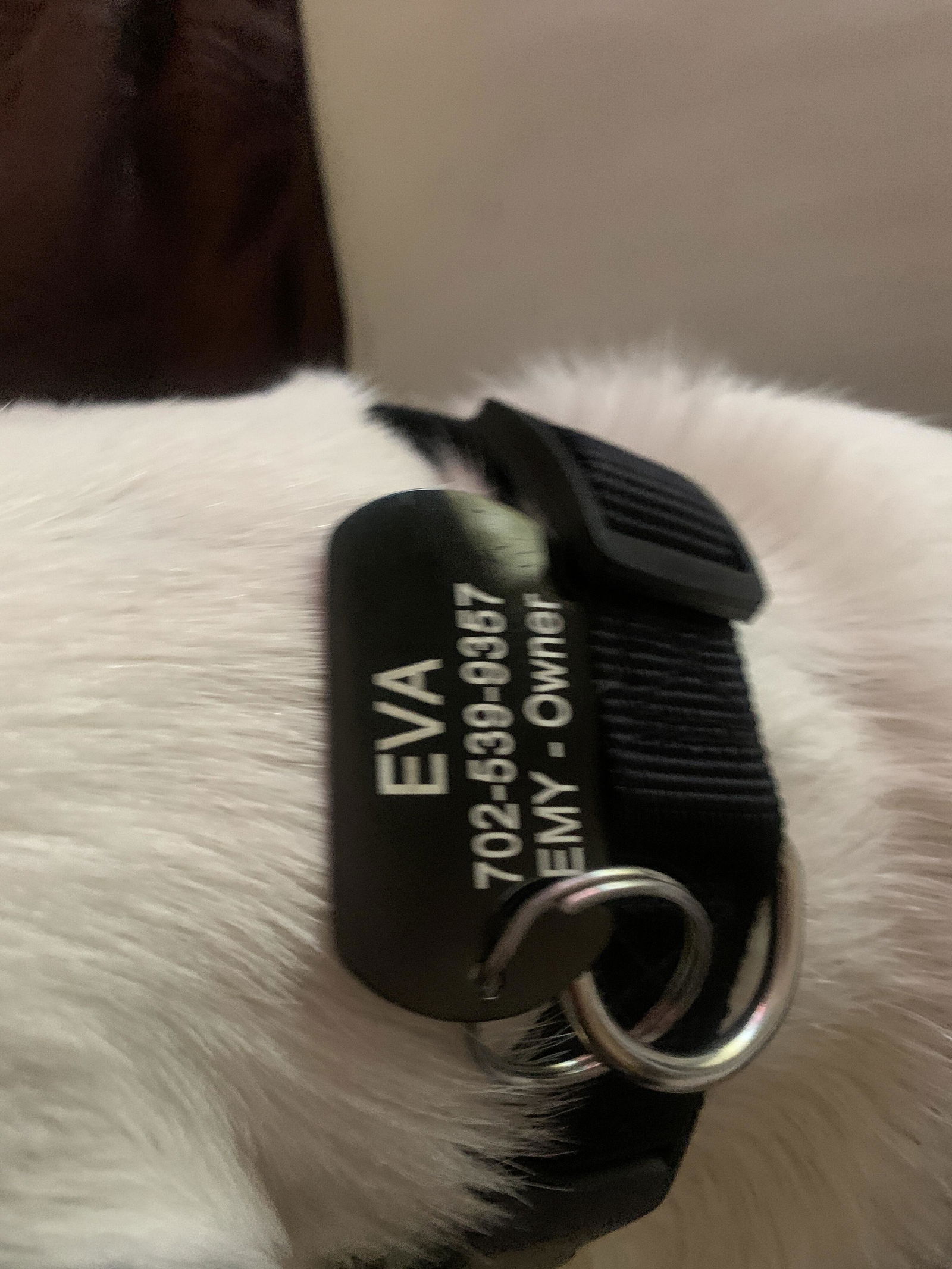 Rectangle Dog ID Tag in Stainless Steel – GoTags
