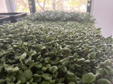 Амиготата от Babyplants.bg review photo