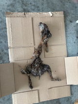 Mfischcan review photo