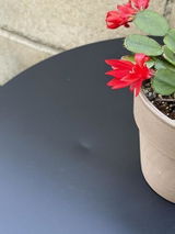 Jaci review photo