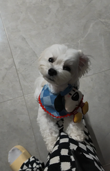 Bella review photo