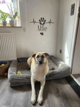 NINA review photo