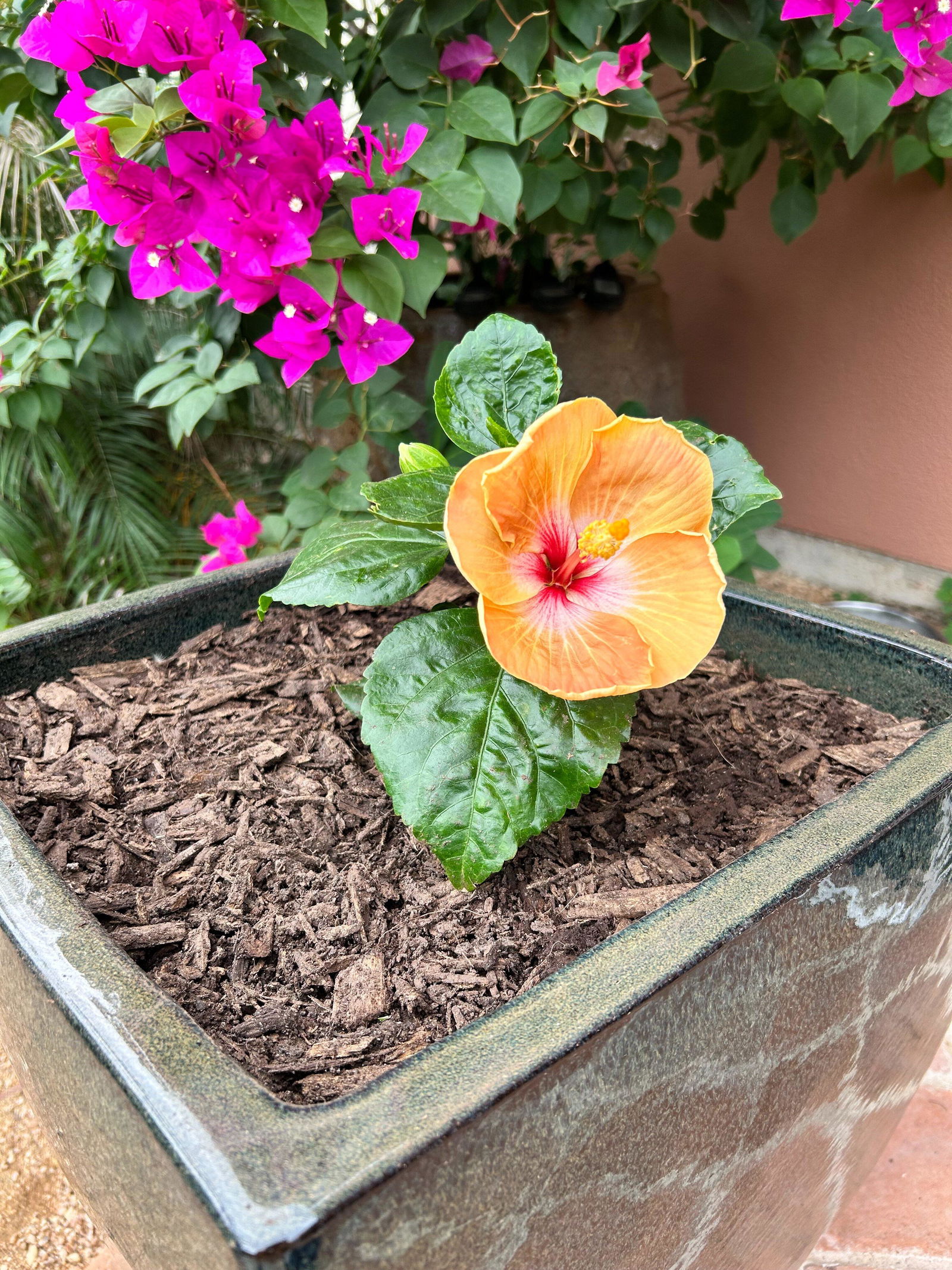 Hollywood Hibiscus® VIP™ Tropical Hibiscus – Great Garden Plants