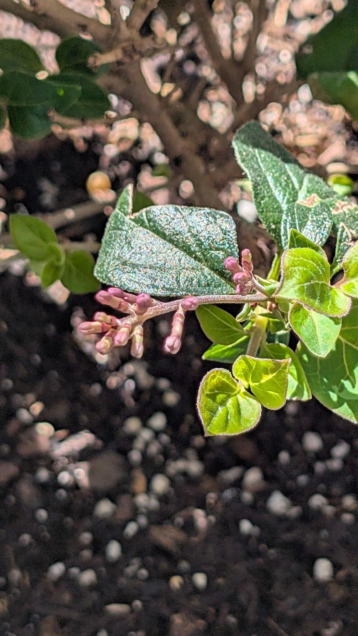 Bloomerang Purpink® Lilac | Proven Winners – Great Garden Plants