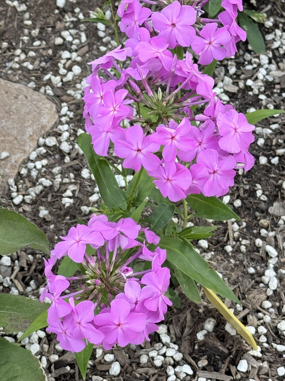 Opening Act Romance' Hybrid Phlox For Sale | Perennials – Great