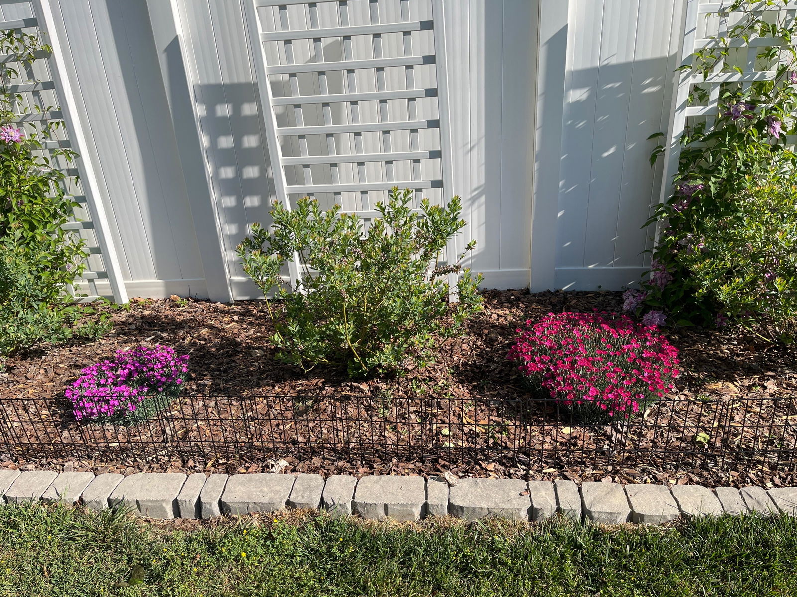 Paint The Town Fuchsia' Dianthus | Perennials – Great Garden Plants