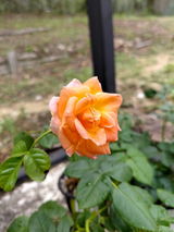 K. review photo