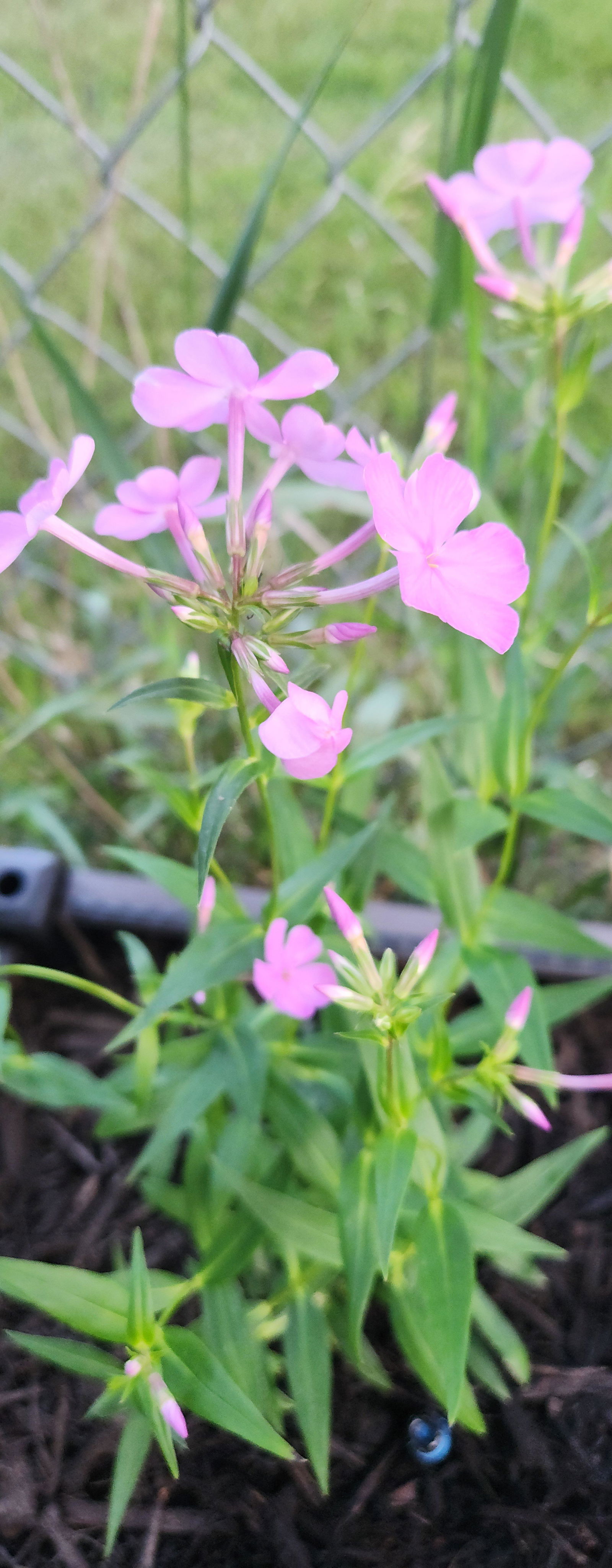 Opening Act Ultrapink' Hybrid Phlox For Sale | Perennials – Great