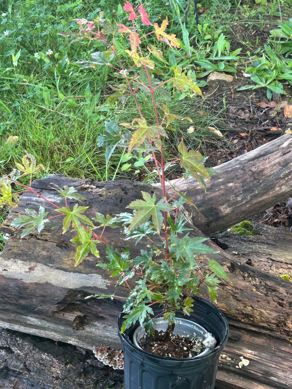 Hot Chana® Japanese Maple (Acer) | Proven Winners – Great Garden