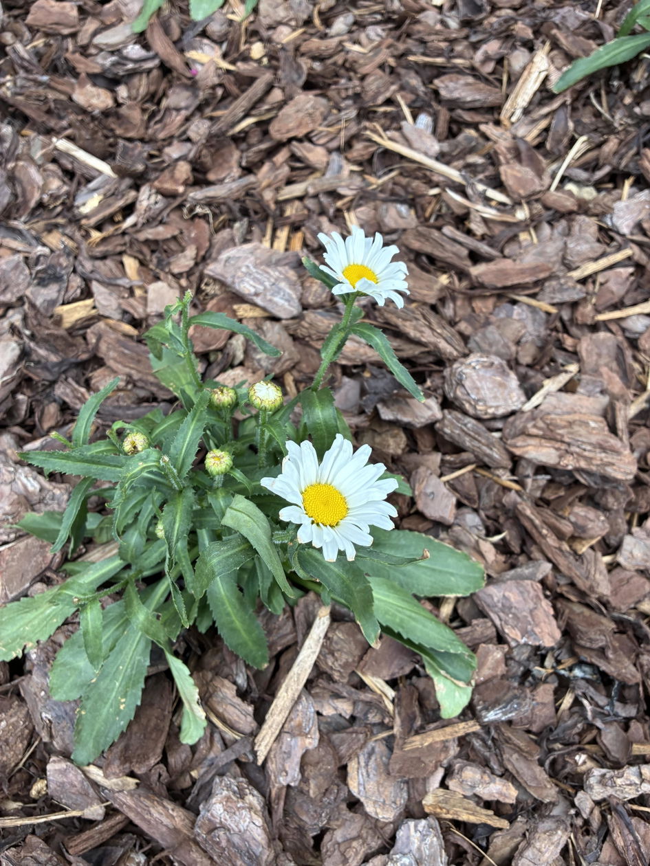 Amazing Daisies® Daisy May® Shasta Daisy | Proven Winners – Great