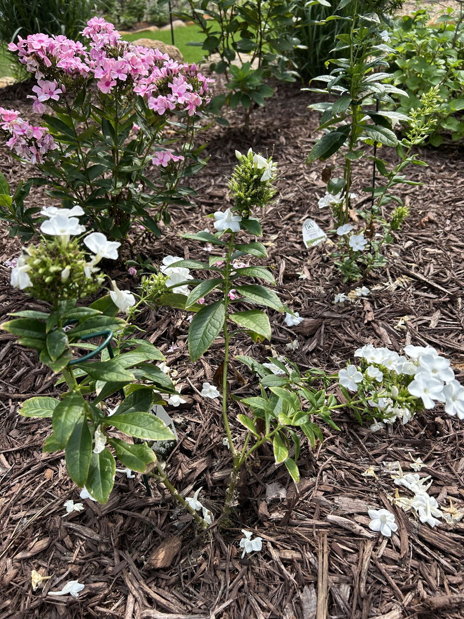 Luminary™ 'Backlight' Tall Garden Phlox | Perennials – Great