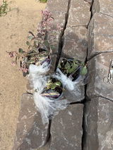 Sunsparkler® 'Dream Dazzler' Stonecrop | Perennials – Great Garden