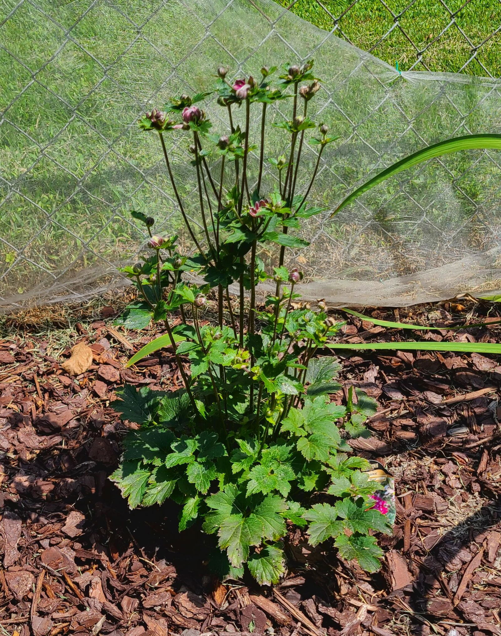 Puff® 'Pink' Japanese Anemone For Sale | Perennials – Great Garden