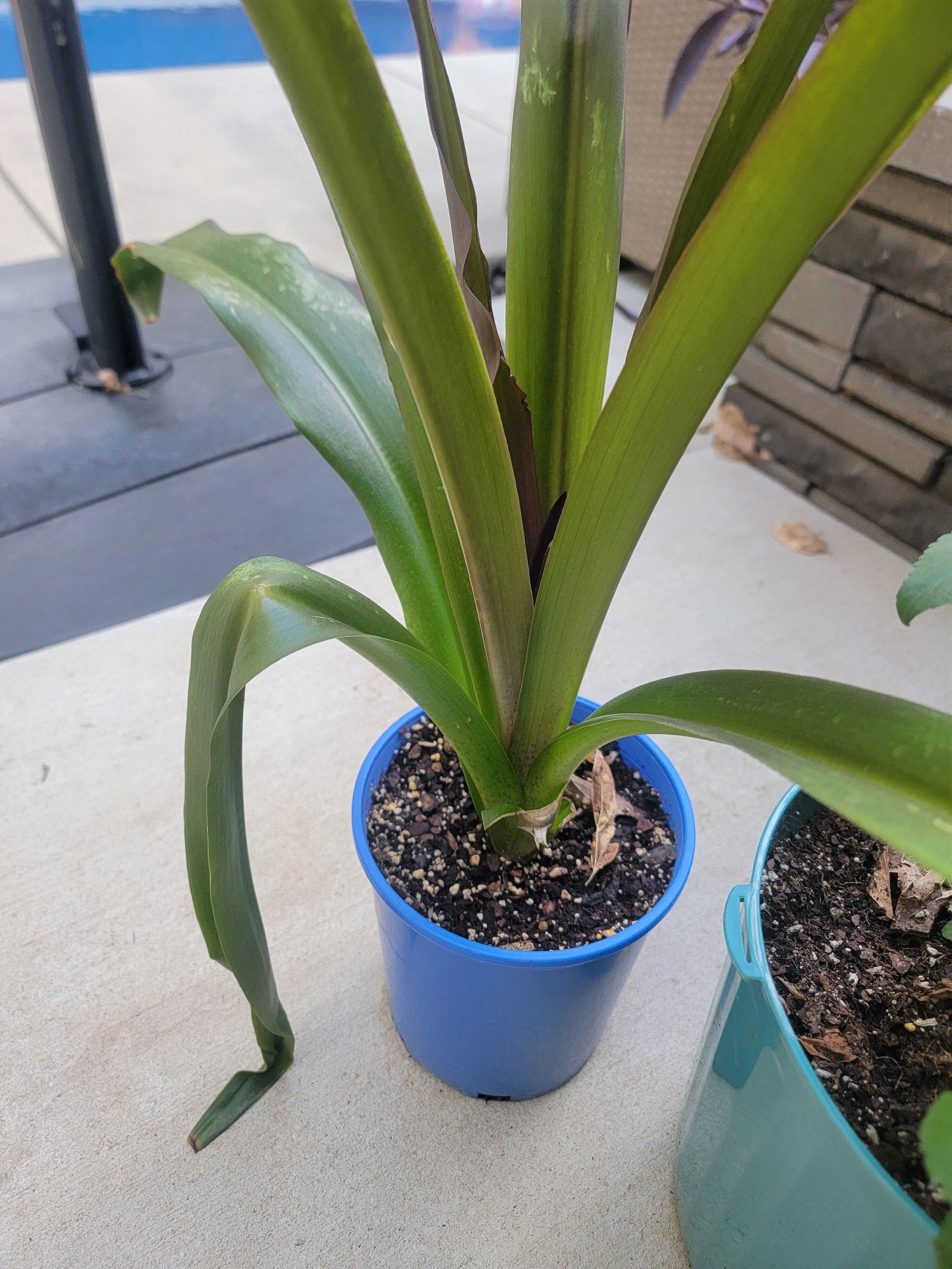 Crowning Glory™ 'Purple Reign' Pineapple Lily | Perennials – Great