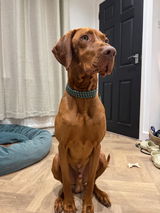 Tillie review photo