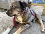 Libby review photo