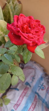 Athanya review photo