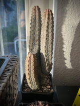 Nico review photo