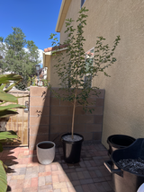 Please Plant Trees Trust review photo