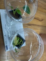 Plantshopper review photo