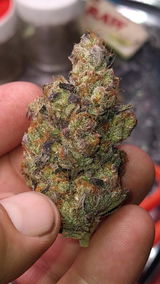 ROOTZ FIRST ORGANIC EXOTICS (Michael Guarnieri jr ) review photo