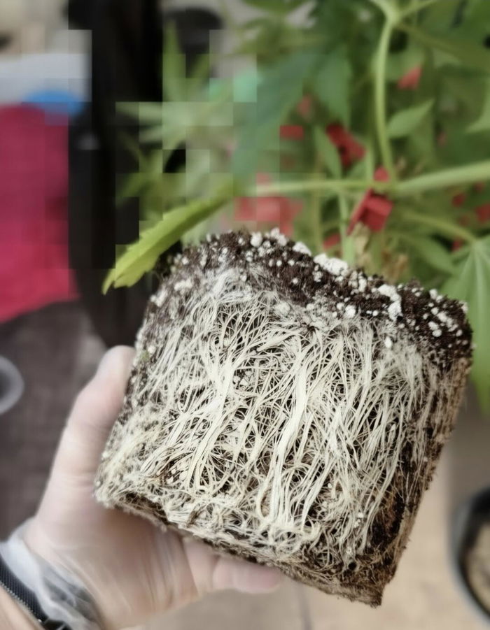 Wurzelballen von Mac13