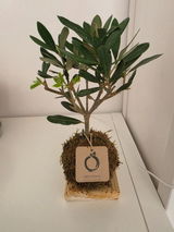 Tommaso review photo