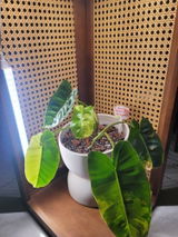 Etsy customer review photo