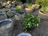 Sean R review photo