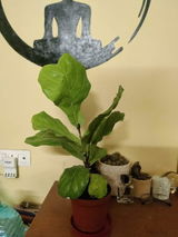 Krishnendu Ashok review photo