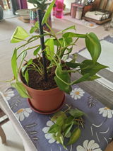 Sayanti Sikder review photo