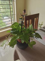 Sayanti Sikder review photo