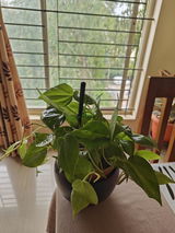 Sayanti Sikder review photo