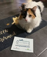 Alfombrilla Gatito Multiusos para el Hogar
