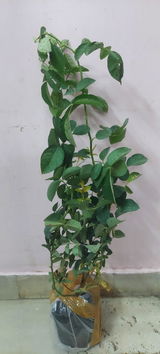 LOKESH GAUR review photo