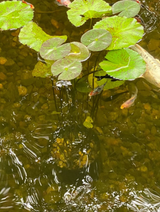 Cillian review photo