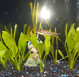 Colton Roman review photo