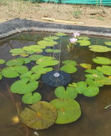 Himani Mehta review photo