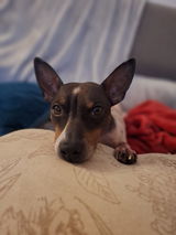 GROOMO