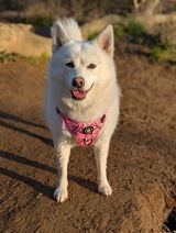 Maxine review photo