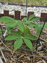 Backyard Food Forest review photo