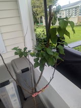 Cheryl Samuels review photo