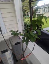 Cheryl Samuels review photo