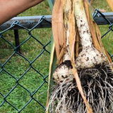 NJ Gardener review photo