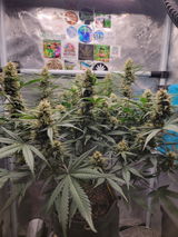 ErrenG review photo