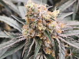 Brady Burley review photo